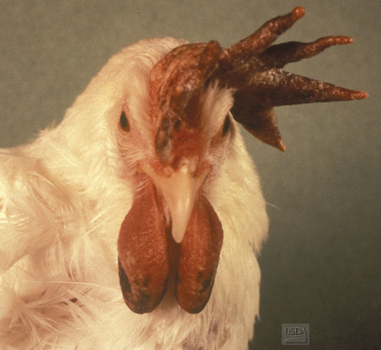 avian-influenza: Chicken, head. The comb and wattles are congested and markedly edematous.