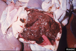 Peste porcine africaine: Porc, estomac. L'estomac est rempli de sang coagulé et la paroi est nettement œdémateuse.