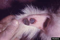 Clavelée et variole caprine: Chèvre. Deux varioles sur la partie ventrale de la queue avec des centres desséchés et rouge foncé (nécrotiques et desquamés).