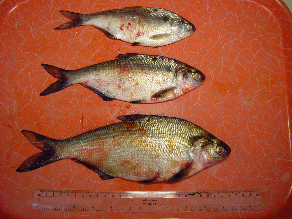 viral-hemorrhagic-septicemia: Fish, whole body. The external surface of the fish (gizzard shad) contain numerous ecchymotic hemorrhages. 